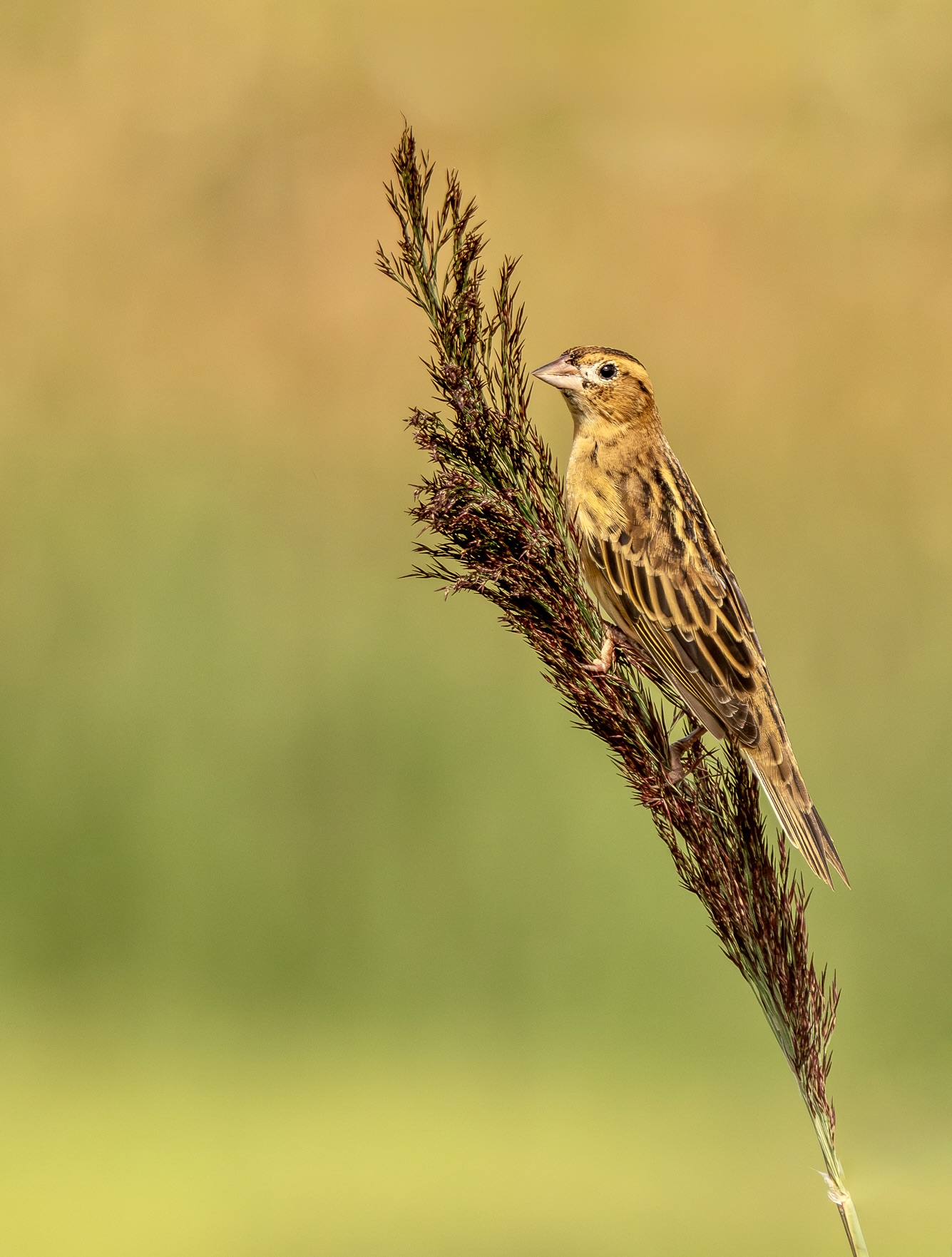 3rd PrizeOpen Nature In Class 2 By Melanie Berlin For BombayBobolink SEP-2025.jpg